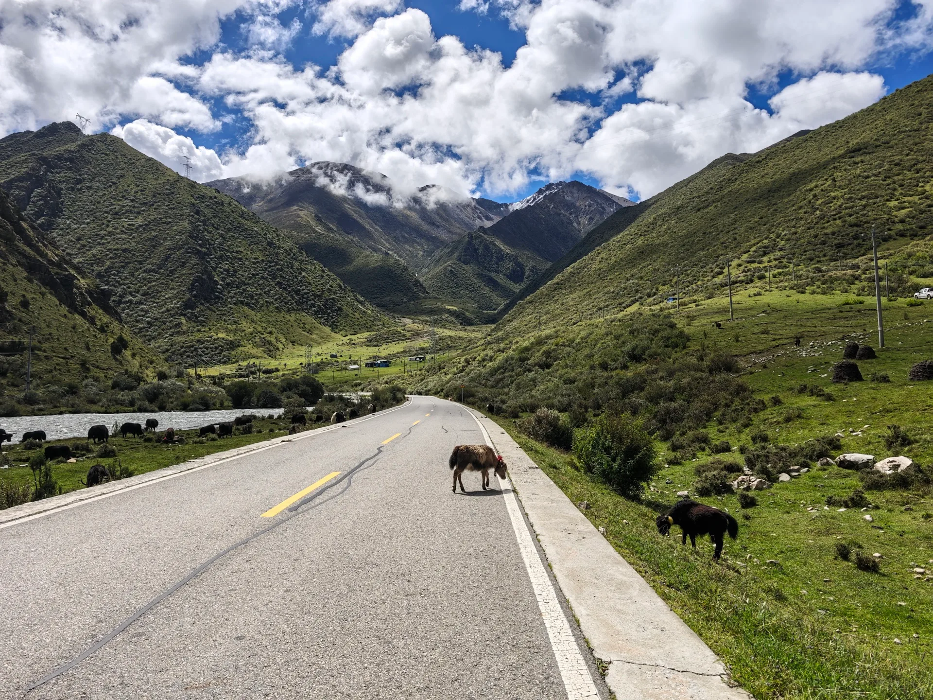 Cattle crossing a mountain road beside a river