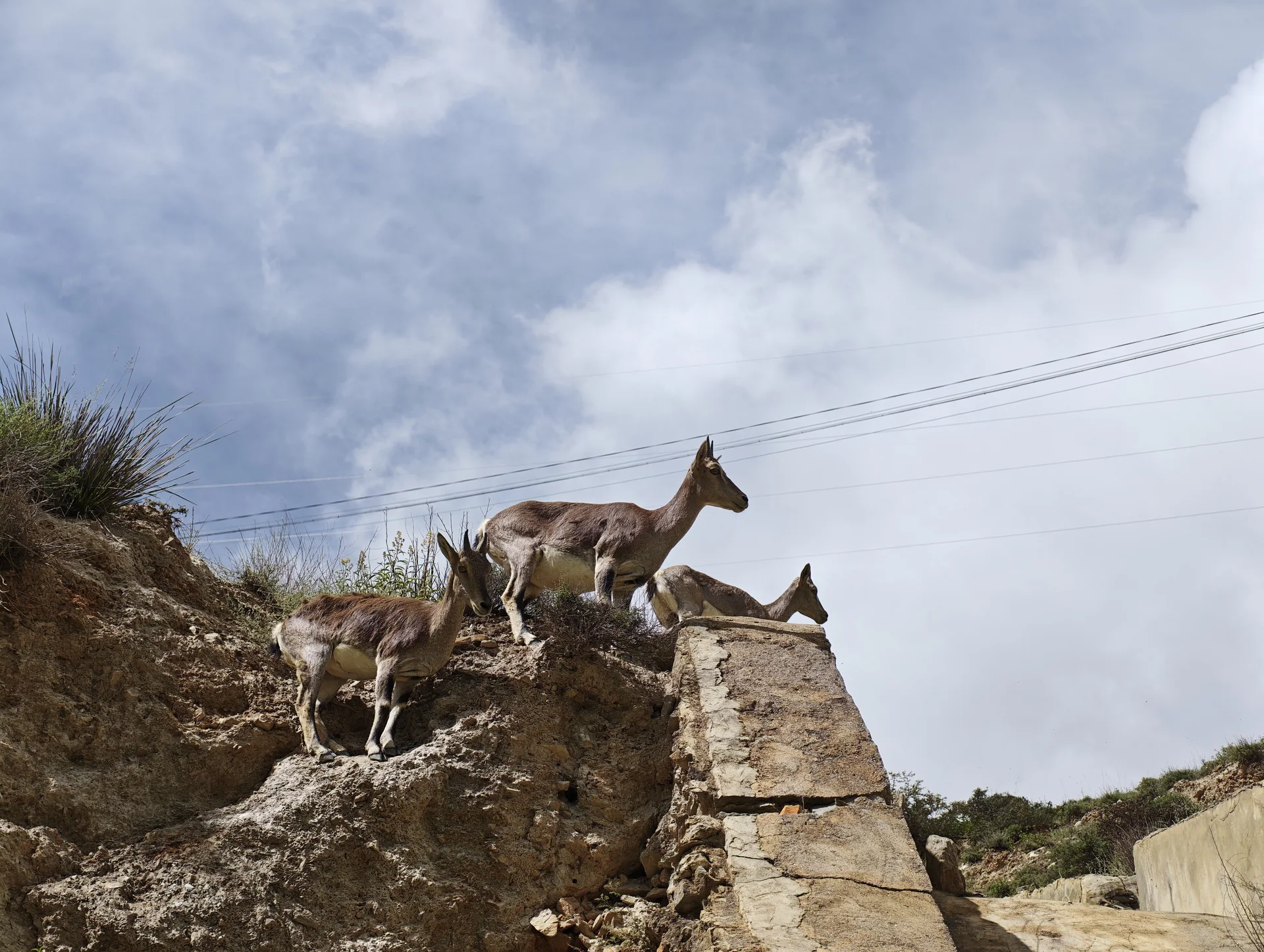 Goats on a rocky slope beside a mountain road
