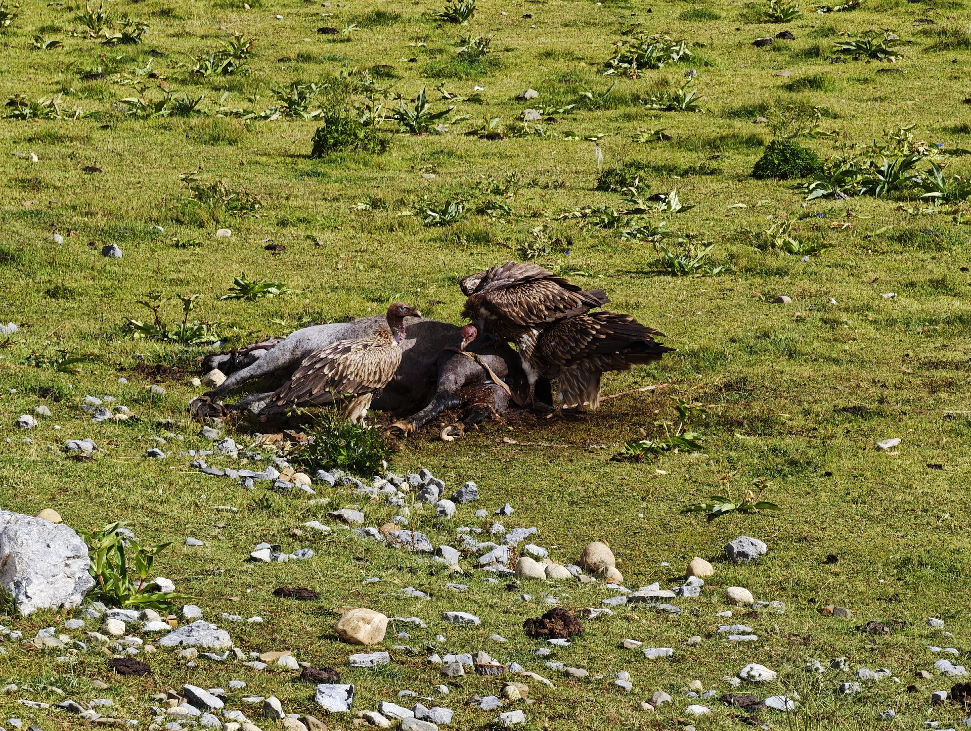 Yaks grazing in a highland meadow