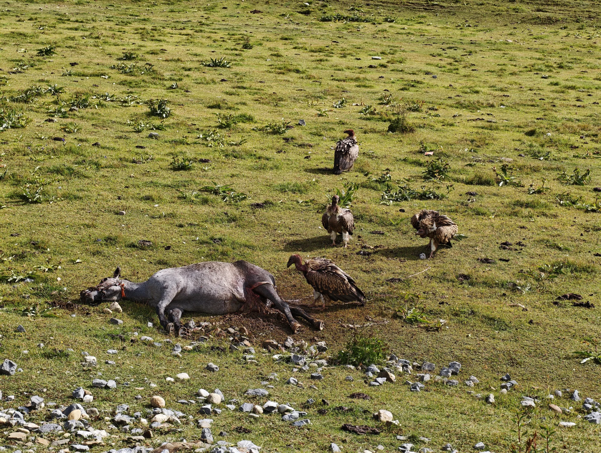 A yak resting in a highland meadow
