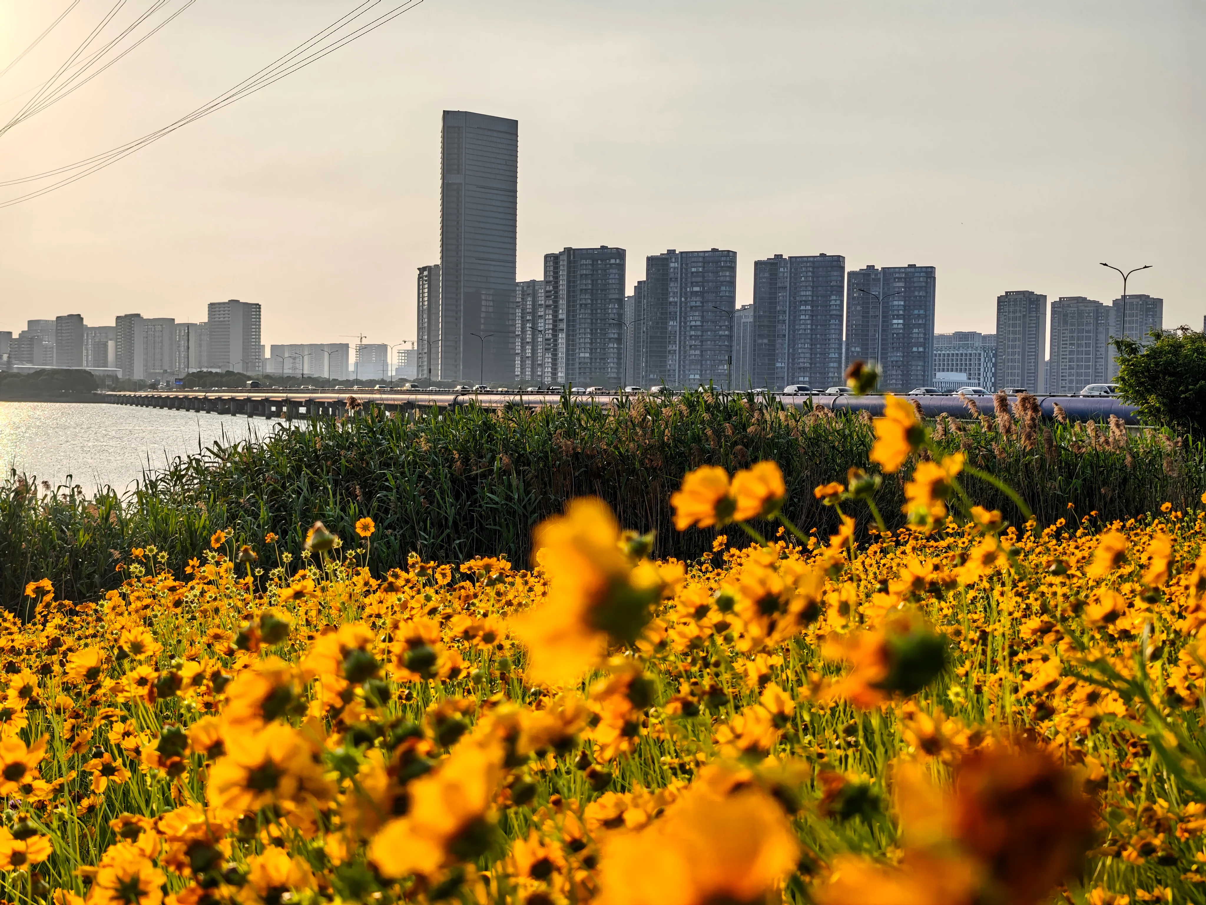 太湖岸边花田与远处的城市建筑