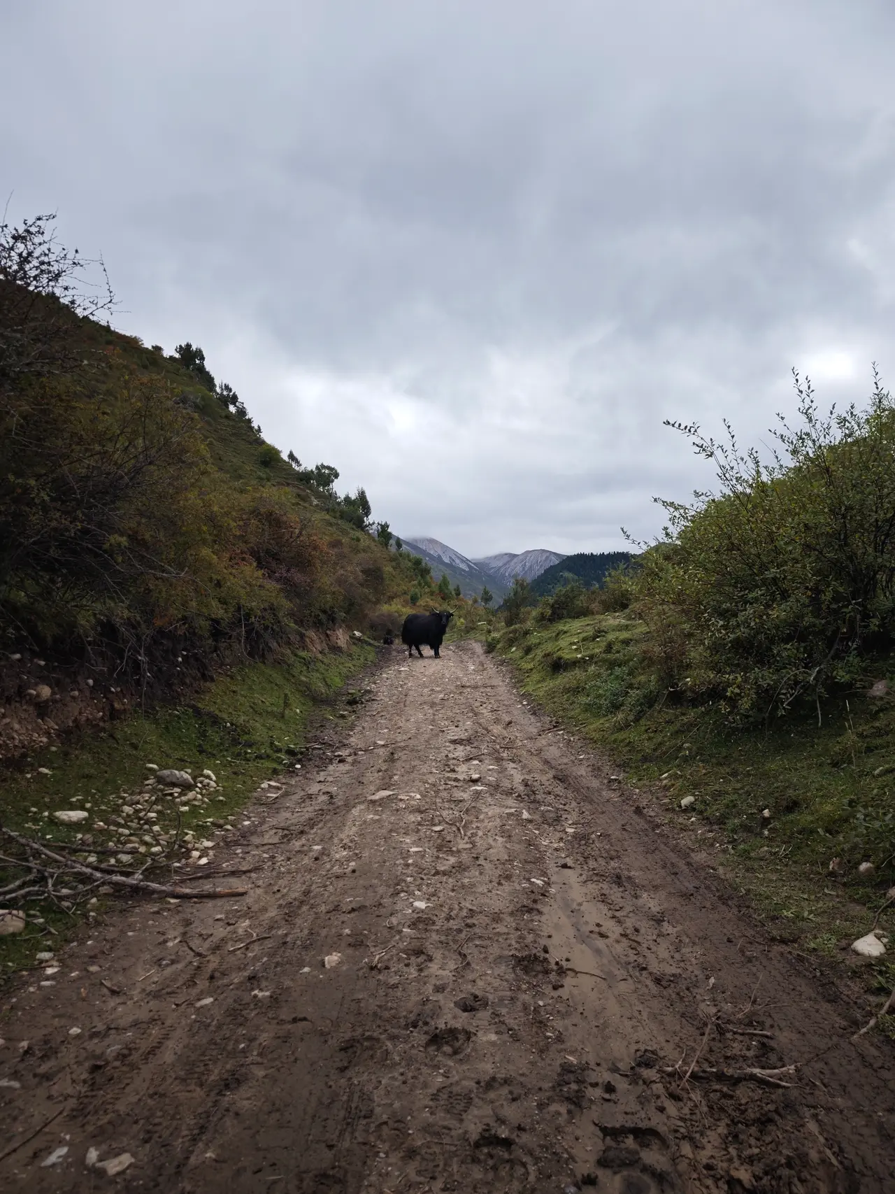 一条泥路从低处坡谷爬升，四周是潮湿的灌丛和阴沉山体。