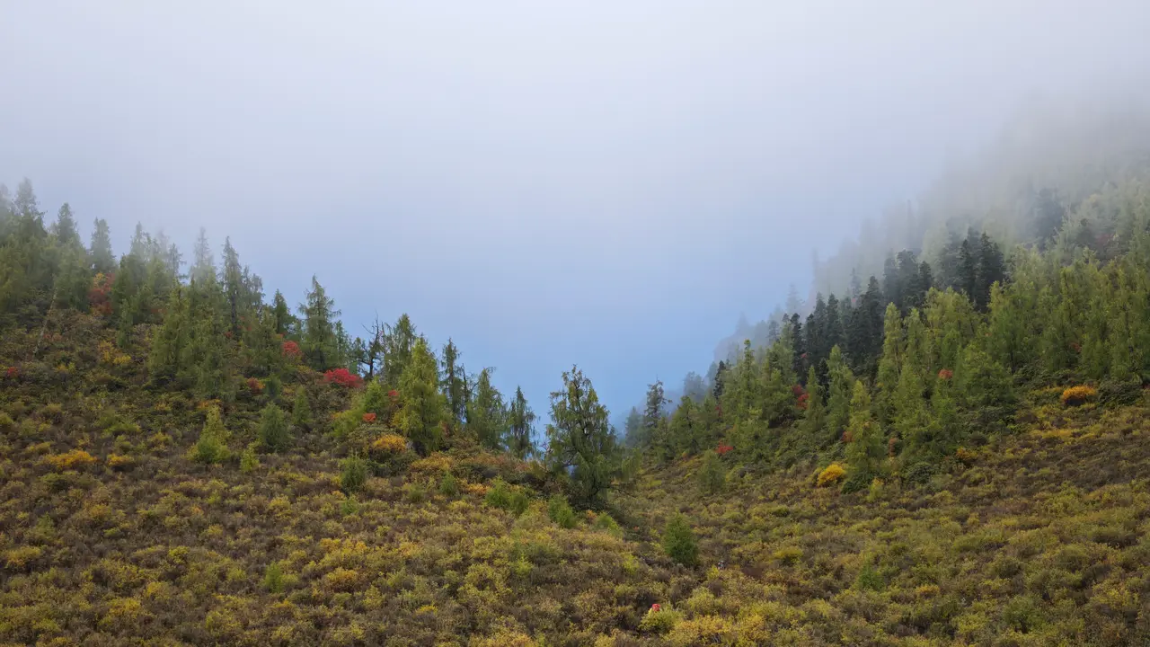低雾从山脊压到草坡，整片高地像被云层轻轻吞没。