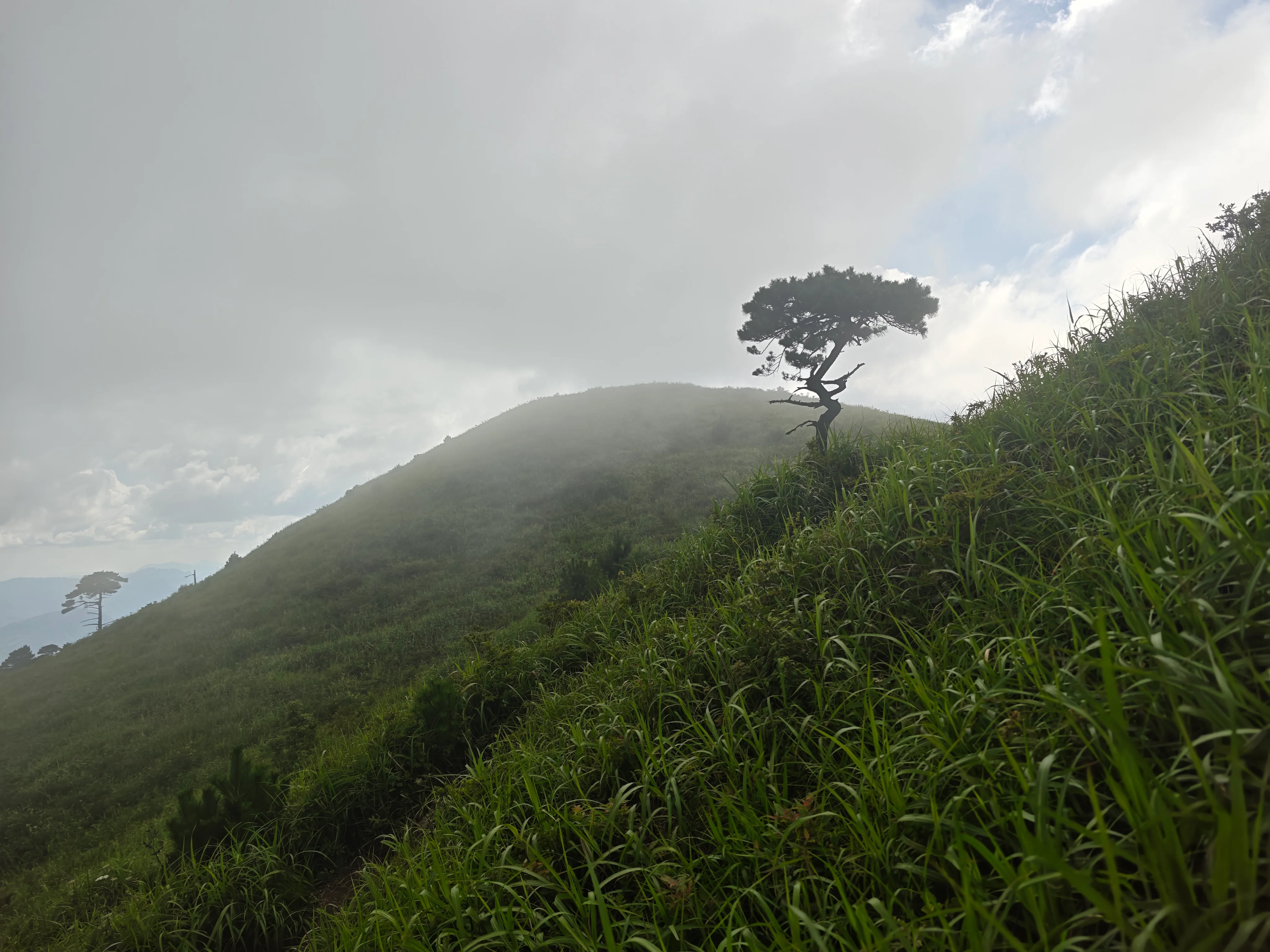 武功山雾中山坡上的孤松